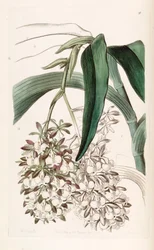 Epidendrum dipus